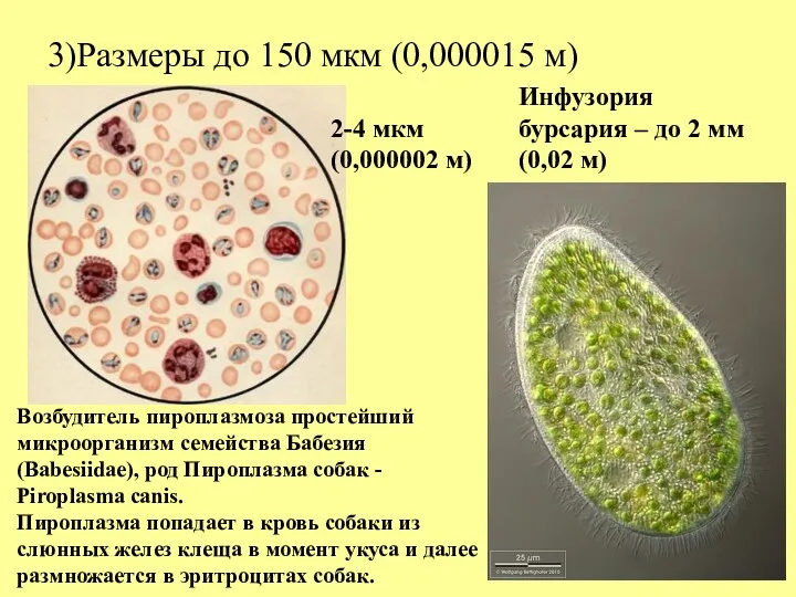 3)Размеры до 150 мкм (0,000015 м) Возбудитель пироплазмоза простейший микроорганизм