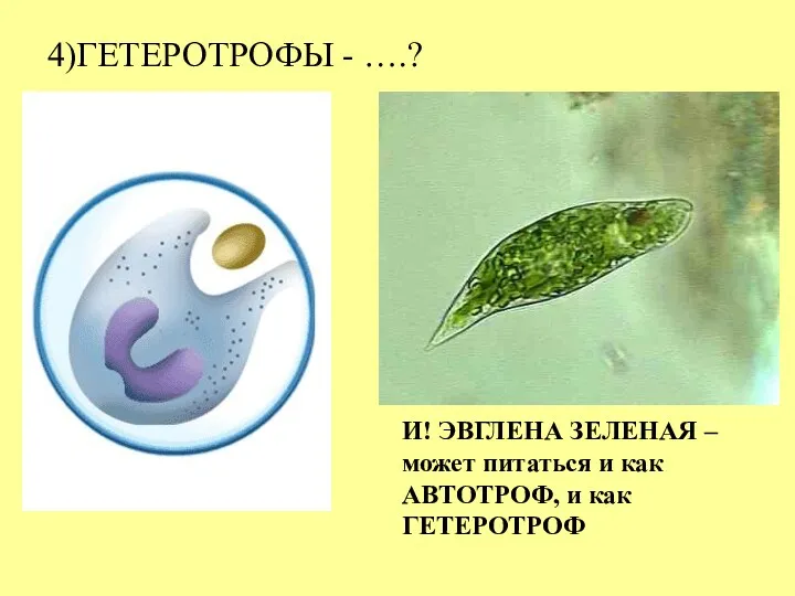 4)ГЕТЕРОТРОФЫ - ….? И! ЭВГЛЕНА ЗЕЛЕНАЯ – может питаться и как АВТОТРОФ, и как ГЕТЕРОТРОФ