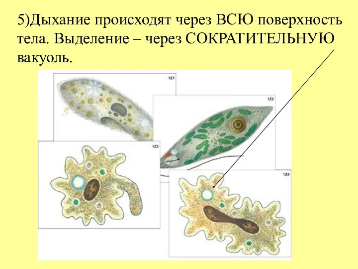 5)Дыхание происходят через ВСЮ поверхность тела. Выделение – через СОКРАТИТЕЛЬНУЮ вакуоль.