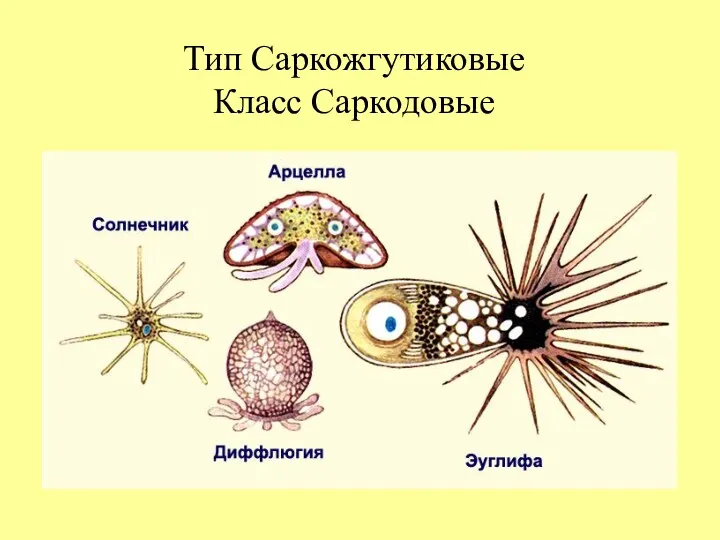 Тип Саркожгутиковые Класс Саркодовые