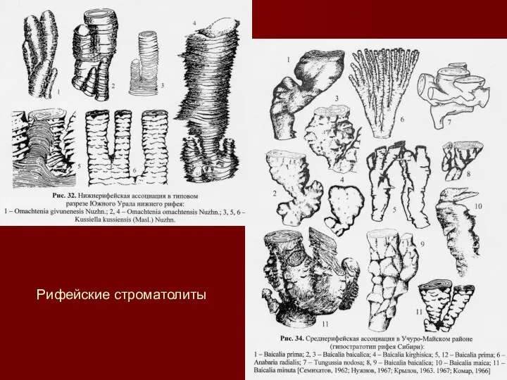 Рифейские строматолиты