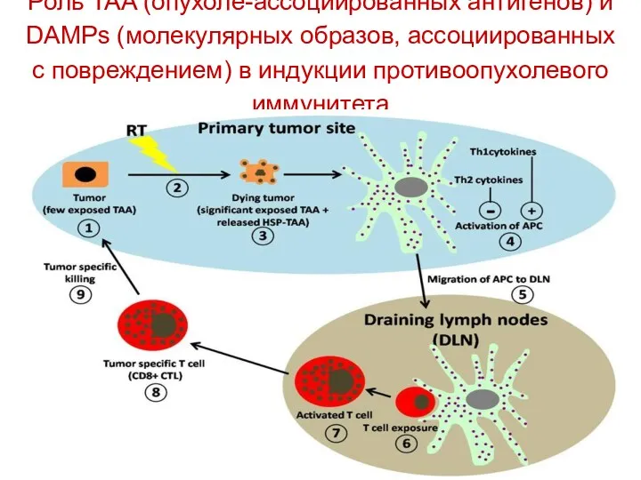 Роль TAA (опухоле-ассоциированных антигенов) и DAMPs (молекулярных образов, ассоциированных с повреждением) в индукции противоопухолевого иммунитета
