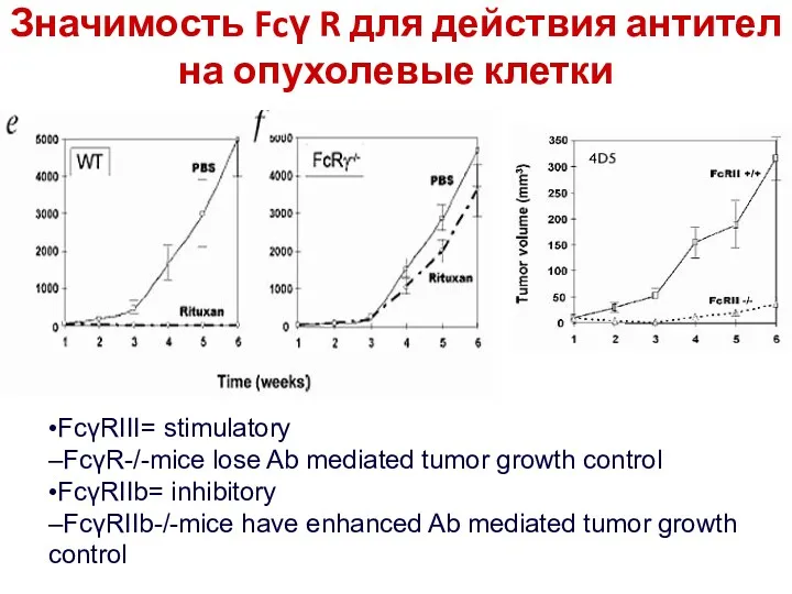 Значимость Fcγ R для действия антител на опухолевые клетки •FcγRIII= stimulatory –FcγR-/-mice lose