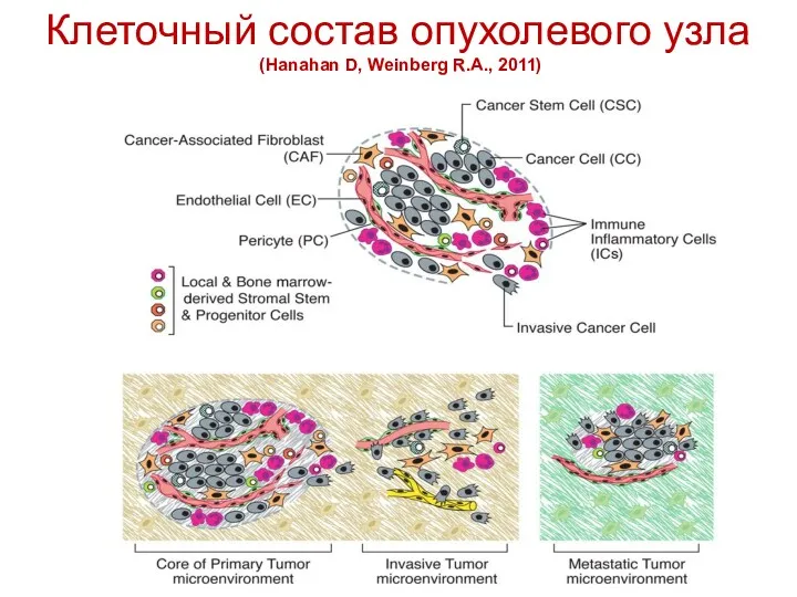 Клеточный состав опухолевого узла (Hanahan D, Weinberg R.A., 2011)