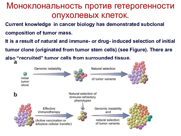 Моноклональность против гетерогенности опухолевых клеток. Current knowledge in cancer biology has demonstrated subclonal