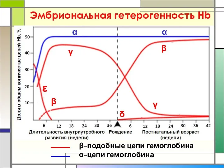 Эмбриональная гетерогенность Нb β-подобные цепи гемоглобина α-цепи гемоглобина γ α α β β δ γ ε