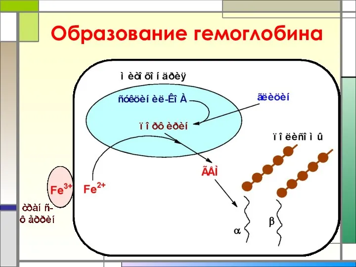 Образование гемоглобина