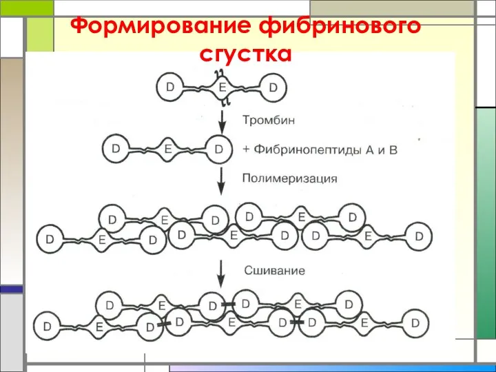 Формирование фибринового сгустка