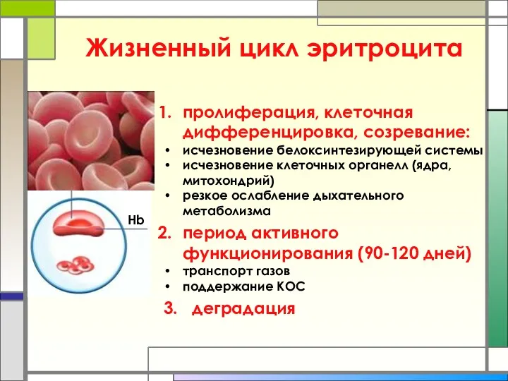 Жизненный цикл эритроцита пролиферация, клеточная дифференцировка, созревание: исчезновение белоксинтезирующей системы