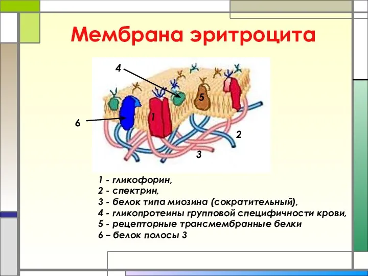 Мембрана эритроцита 1 - гликофорин, 2 - спектрин, 3 -