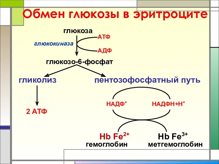 Обмен глюкозы в эритроците глюкоза глюкозо-6-фосфат гликолиз пентозофосфатный путь АТФ