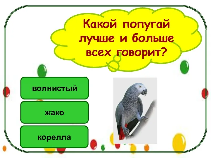 Какой попугай лучше и больше всех говорит? жако корелла волнистый