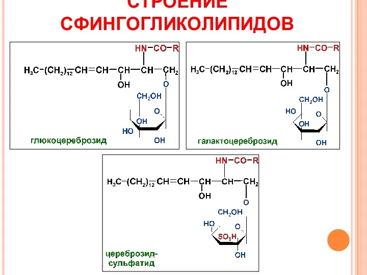 СТРОЕНИЕ СФИНГОГЛИКОЛИПИДОВ