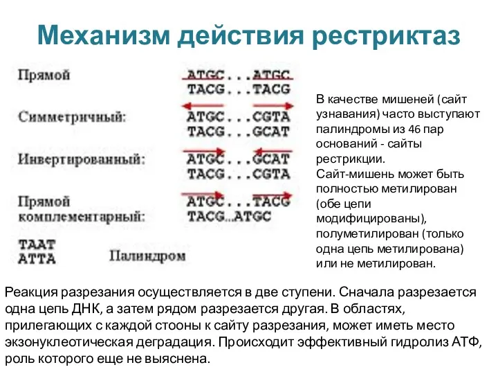 Механизм действия рестриктаз В качестве мишеней (сайт узнавания) часто выступают