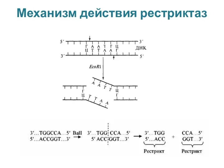 Механизм действия рестриктаз Тема №2