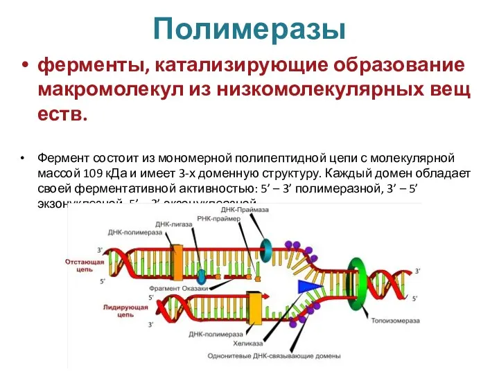 Полимеразы ферменты, катализирующие образование макромолекул из низкомолекулярных веществ. Фермент состоит