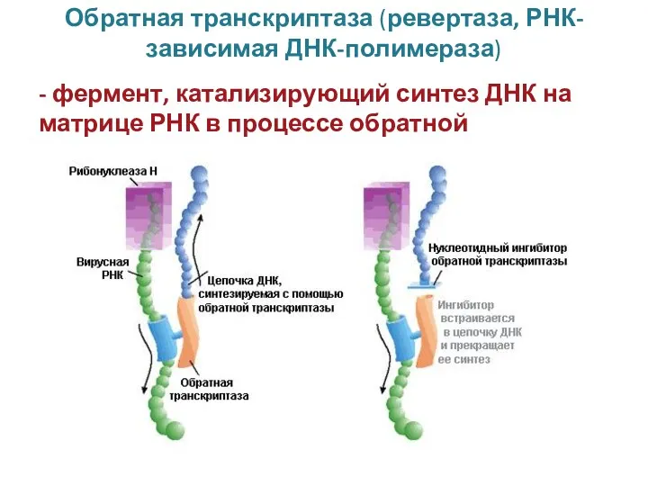 Обратная транскриптаза (ревертаза, РНК-зависимая ДНК-полимераза) - фермент, катализирующий синтез ДНК