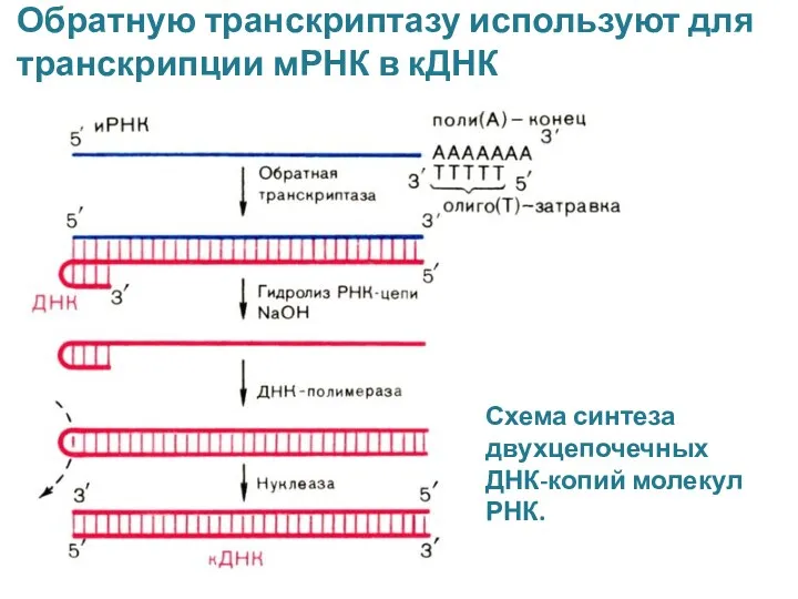 Обратную транскриптазу используют для транскрипции мРНК в кДНК Тема №2 Схема синтеза двухцепочечных ДНК-копий молекул РНК.