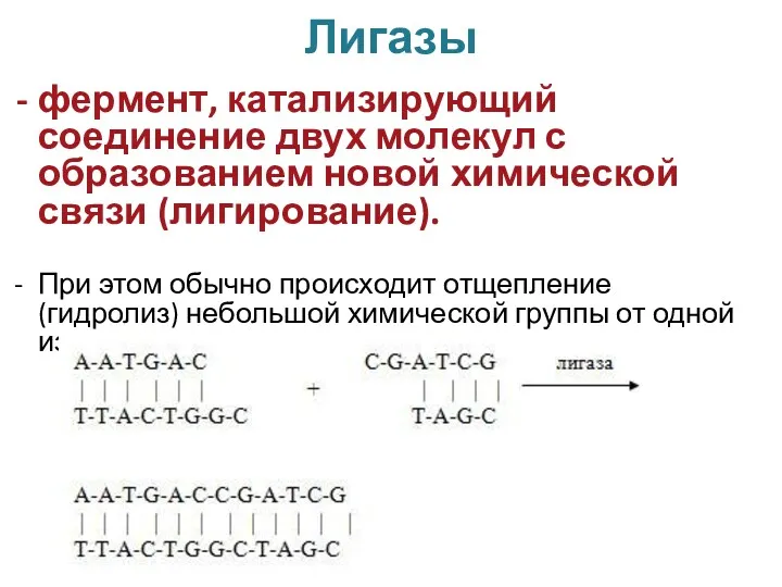 Лигазы фермент, катализирующий соединение двух молекул с образованием новой химической