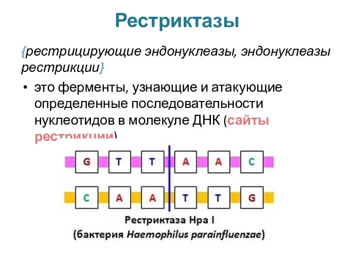 Рестриктазы {рестрицирующие эндонуклеазы, эндонуклеазы рестрикции} это ферменты, узнающие и атакующие