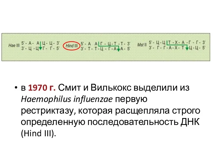 в 1970 г. Смит и Вилькокс выделили из Haemophilus influenzae
