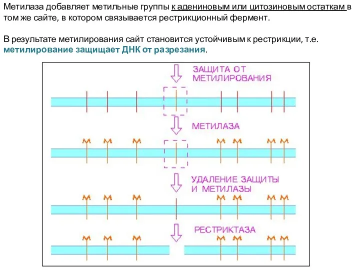 Метилаза добавляет метильные группы к адениновым или цитозиновым остаткам в