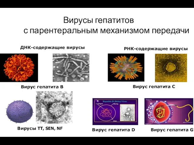 Вирусы гепатитов с парентеральным механизмом передачи ДНК-содержащие вирусы РНК-содержащие вирусы