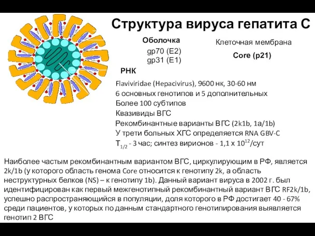 Структура вируса гепатита С Flaviviridae (Hepacivirus), 9600 нк, 30-60 нм