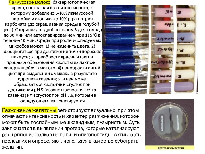 Лакмусовое молоко: бактериологическая среда, состоящая из снятого молока, к которому