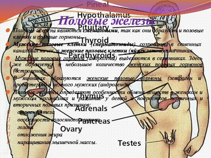 Половые железы Половые железы являются смешанными, так как они образуют