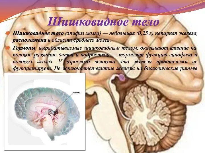 Шишковидное тело Шишковидное тело (эпифиз мозга) — небольшая (0,25 г)