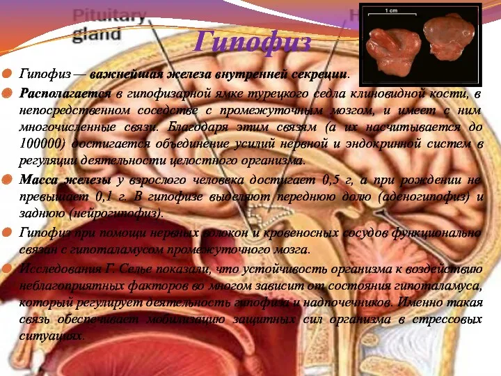 Гипофиз Гипофиз — важнейшая железа внутренней секреции. Располагается в гипофизарной