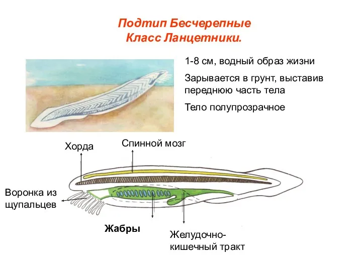 Подтип Бесчерепные Класс Ланцетники. 1-8 см, водный образ жизни Зарывается