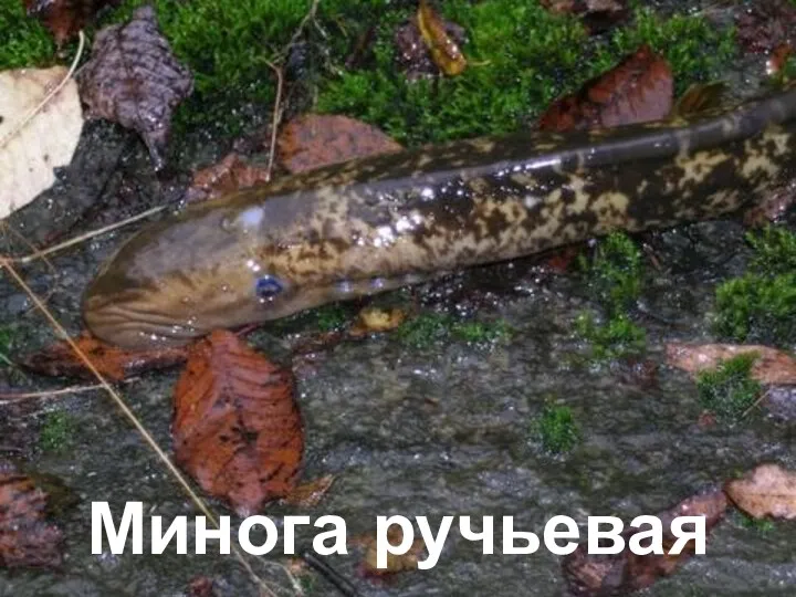 Минога ручьевая