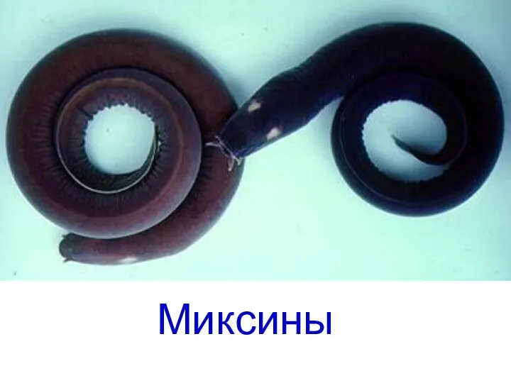 Миксины