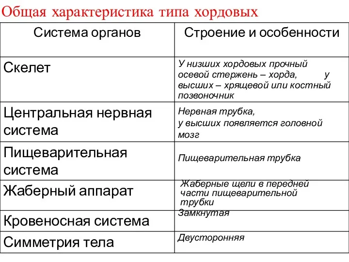 Общая характеристика типа хордовых У низших хордовых прочный осевой стержень