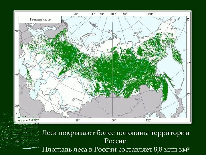 Леса покрывают более половины территории России Площадь леса в России составляет 8,8 млн км²