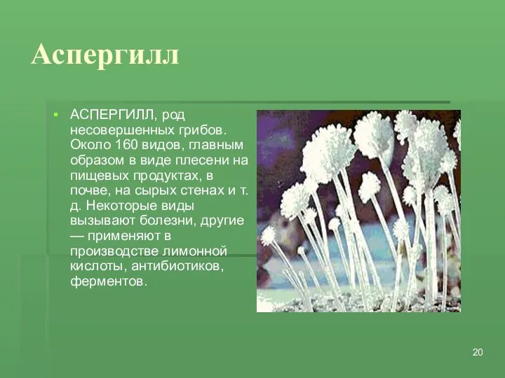 Аспергилл АСПЕРГИЛЛ, род несовершенных грибов. Около 160 видов, главным образом