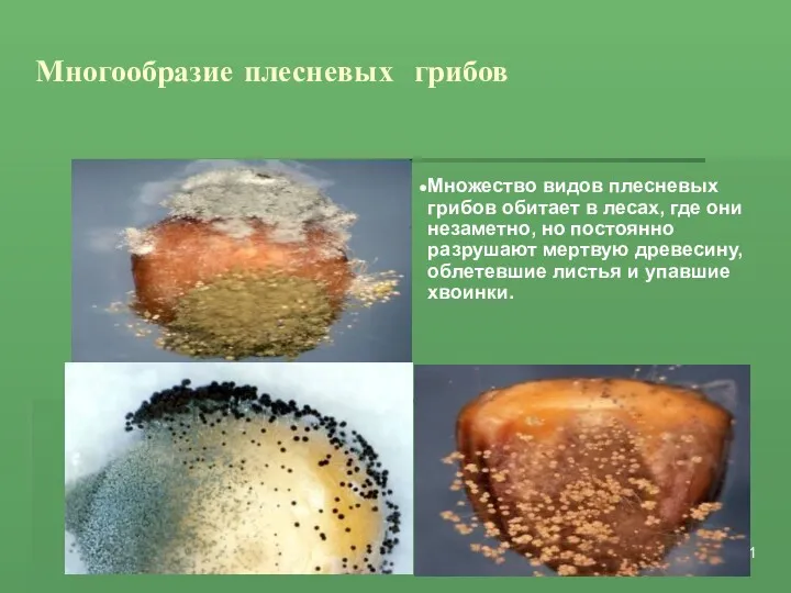 Многообразие плесневых грибов Множество видов плесневых грибов обитает в лесах,