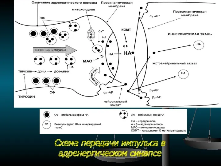 Схема передачи импульса в адренергическом синапсе