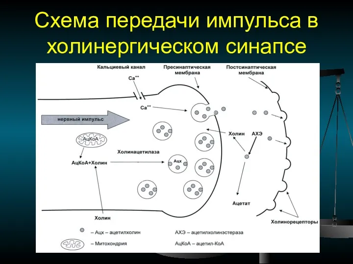 Схема передачи импульса в холинергическом синапсе