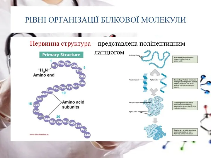 РІВНІ ОРГАНІЗАЦІЇ БІЛКОВОЇ МОЛЕКУЛИ Первинна структура – представлена поліпептидним ланцюгом