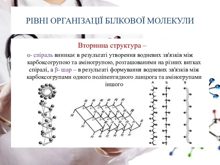 РІВНІ ОРГАНІЗАЦІЇ БІЛКОВОЇ МОЛЕКУЛИ Вторинна структура – α- спіраль виникає