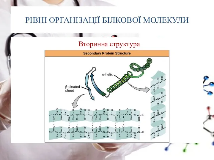 РІВНІ ОРГАНІЗАЦІЇ БІЛКОВОЇ МОЛЕКУЛИ Вторинна структура