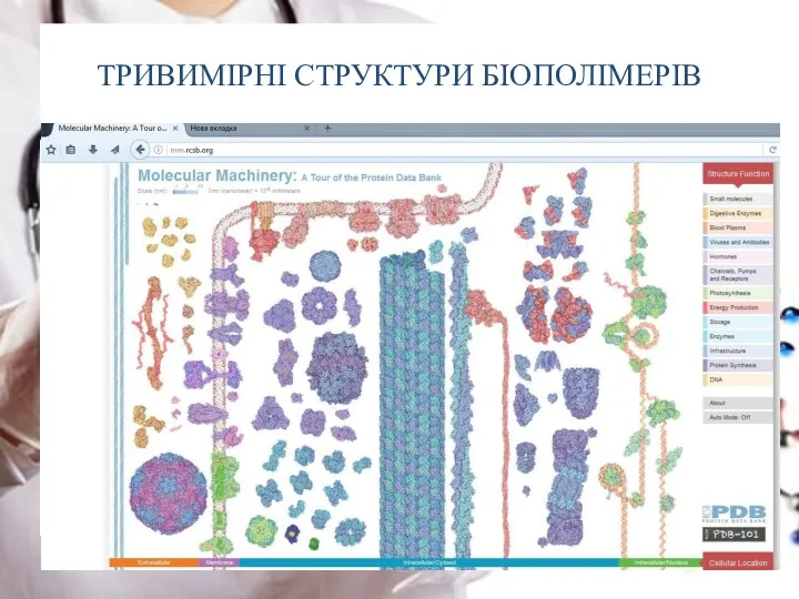 ТРИВИМІРНІ СТРУКТУРИ БІОПОЛІМЕРІВ