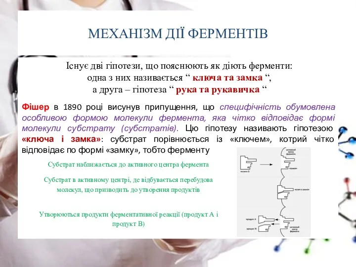 МЕХАНІЗМ ДІЇ ФЕРМЕНТІВ Існує дві гіпотези, що пояснюють як діють