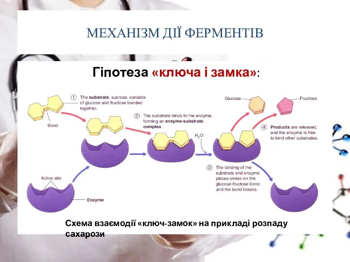 МЕХАНІЗМ ДІЇ ФЕРМЕНТІВ Гіпотеза «ключа і замка»: Схема взаємодії «ключ-замок» на прикладі розпаду сахарози