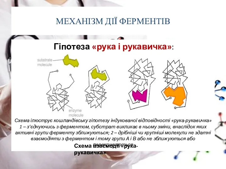 МЕХАНІЗМ ДІЇ ФЕРМЕНТІВ Гіпотеза «рука і рукавичка»: Схема взаємодії «рука-рукавичка»