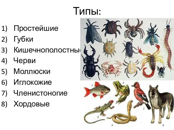 Типы: Простейшие Губки Кишечнополостные Черви Моллюски Иглокожие Членистоногие Хордовые