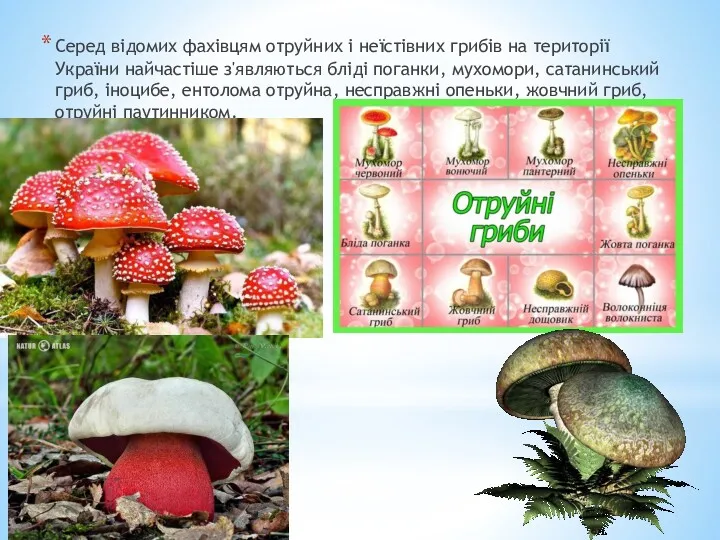 Серед відомих фахівцям отруйних і неїстівних грибів на території України найчастіше з'являються бліді